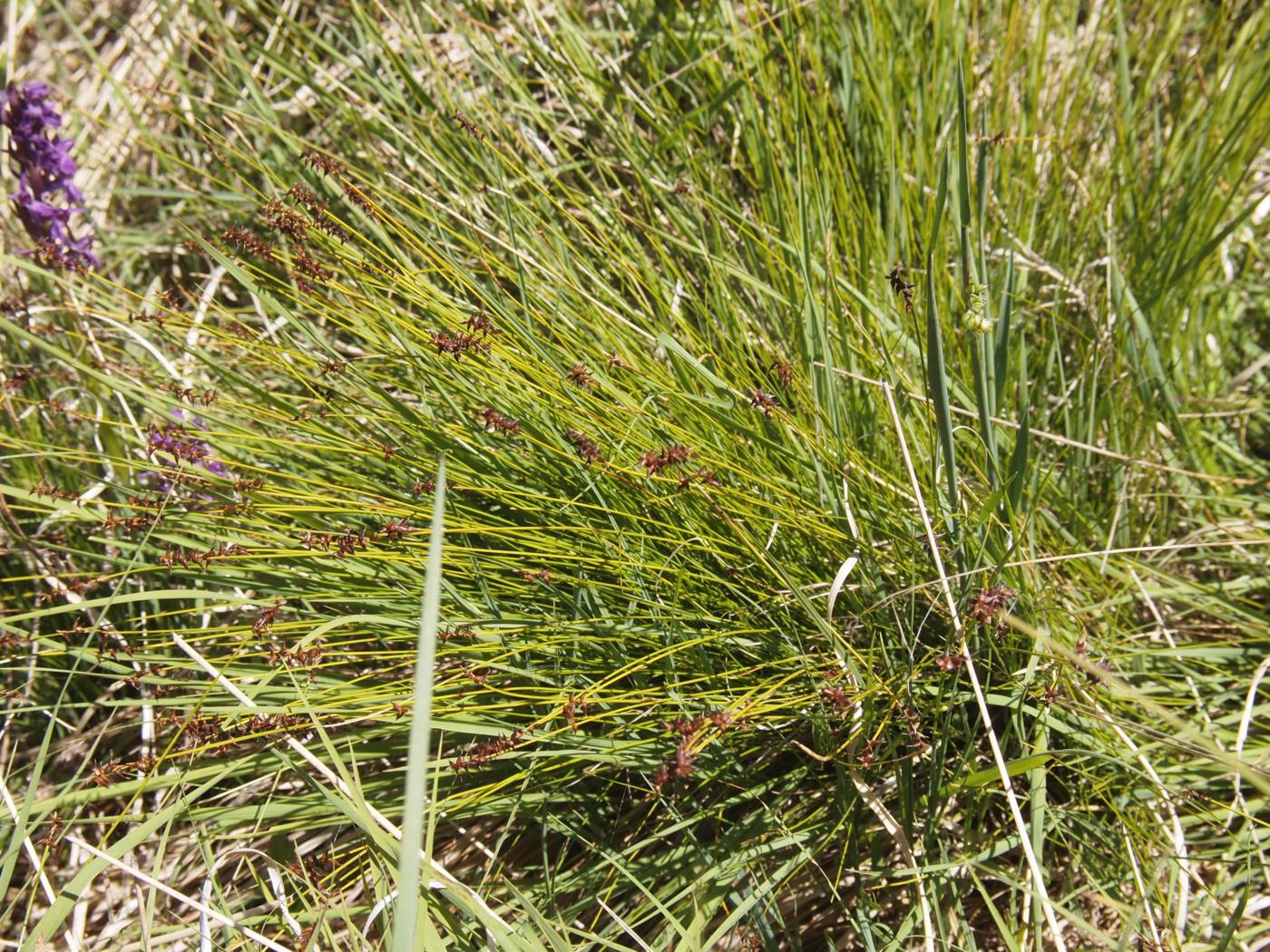 Sedge, Flea plant